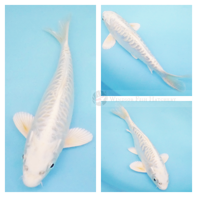 platinum with dostiu patterning for sale online