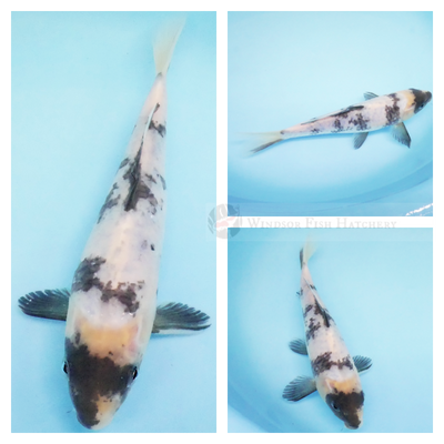 black patterning on white koi high contrast for sale online