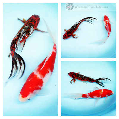 deep red with black and red and white goldfish for sale online