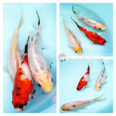 goldfish make great pets and add colour and ambience to your garden pond 