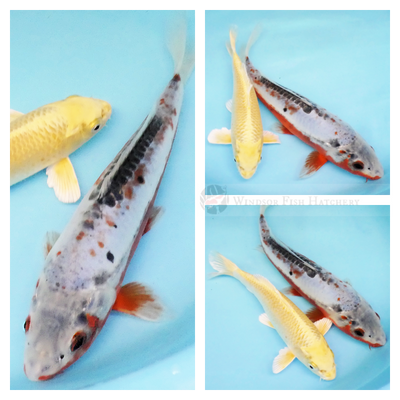 Together, koi and gardening offer a meditative experience