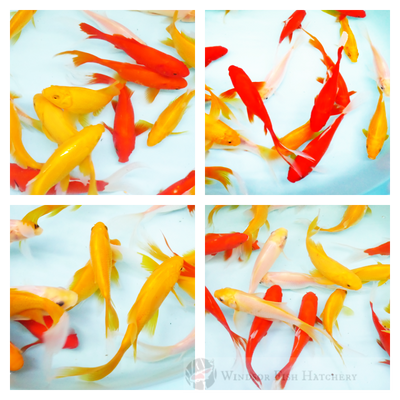 marigold bright yellow and red, white comets order online now shipped to your door