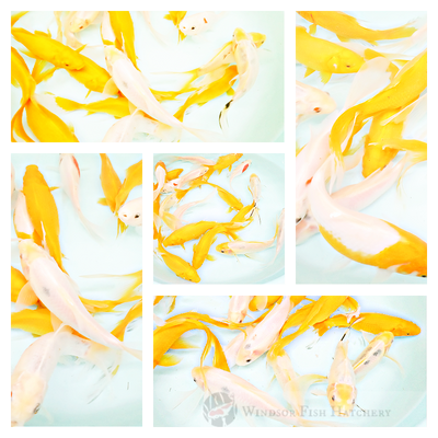goldfish all with long tails, bright yellow and white with highlights