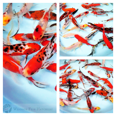 comets and shubunkins 5 fish plus fishfood, order online now