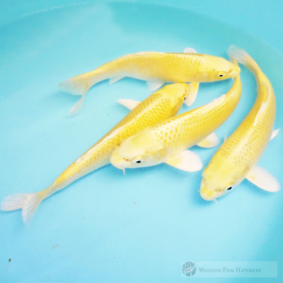 price is for 1 of the glossy lemon coloured metallic koi fish