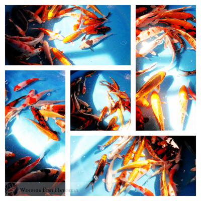 a large variety of koi fish swimming in the sunlight colour and movement for your pond