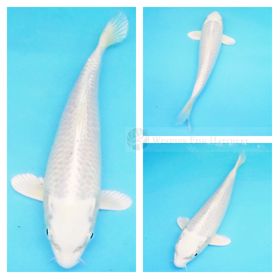 ogon single coloured koi 21cm long swimming for sale, purchase now