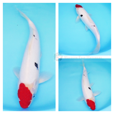 Deep, rich red (hi) on the head and shoulder area on this koi is highly desirable