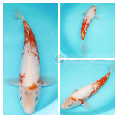 red on white koi fish for sale online buy now