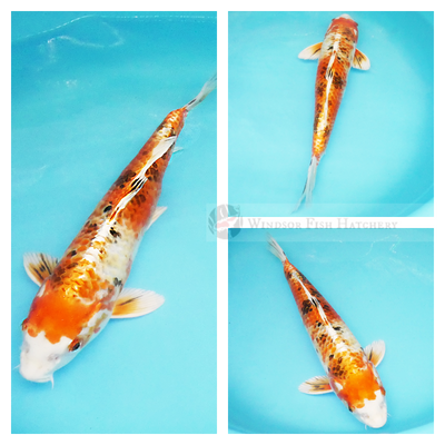 many colours on shiny glossy metallic koi fish buy from the website order today 
