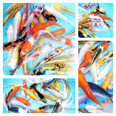 small koi fish that will at the very least double their size the spring/summer. Order now