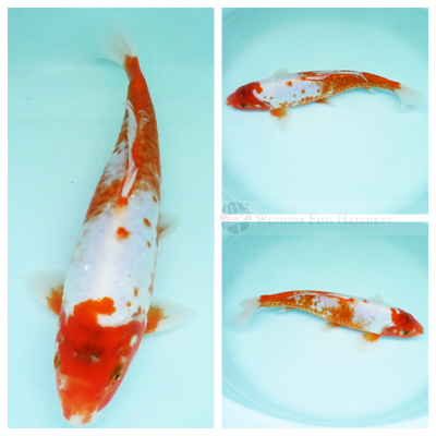 dostiu large scale patterned red on white & black  place your order now 