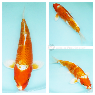  Imagine this koi growing in your home pond buy now 