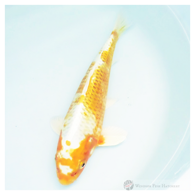 koi to see develop and grow in your pond order online