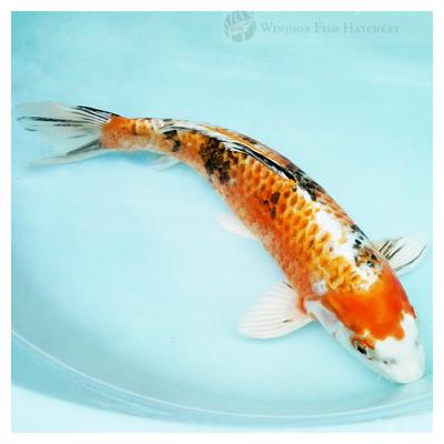 koi fish to see in your pond 