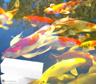 1.2kg pond block for heatlhy happy koi & pond for sale buy now