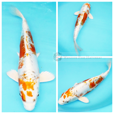 lateral & dostiu spine patterning metallic koi online buy koi fish 