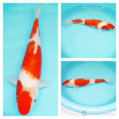 red and white koi with latent darker colouring under the skin, for sale online 
