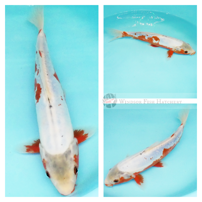 red patterning on blue koi fish for sale online 