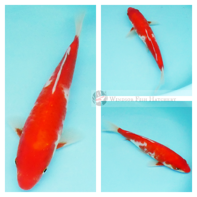  deep red bright white kohaku for sale online order online 