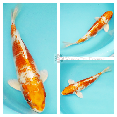 shiny two coloured koi to see in your pond order online now 