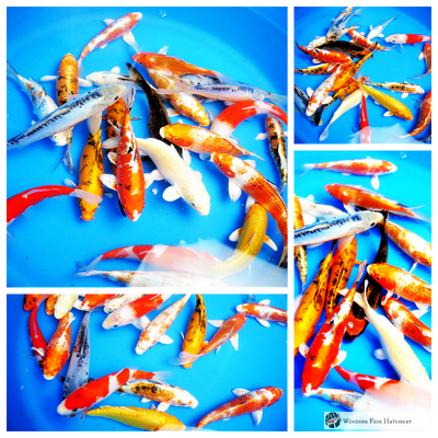 20 new koi fish for sale online from windsor fish hatchery