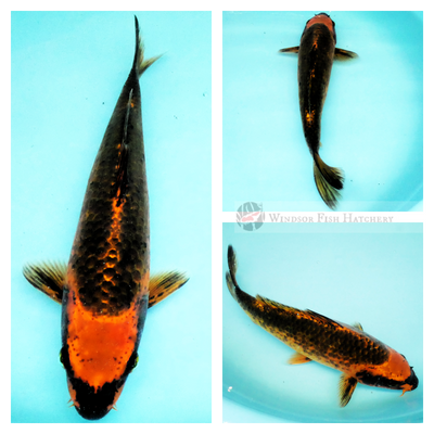 matsuba dark metallic koi nice contrasting pattern for sale online buy now
