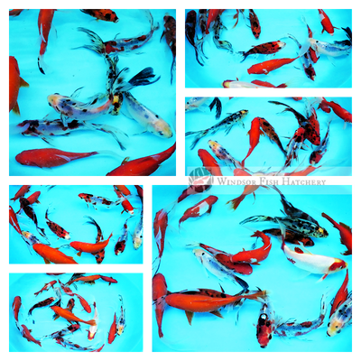 healthy crimson comets & shubunkin goldfish for sale online for your pond order today