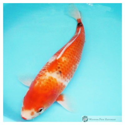 female koi for sale online buy now
