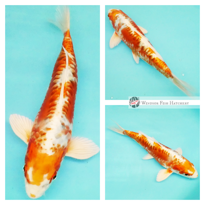  glossy large-scale patterned two coloured metallic koi for sale online 