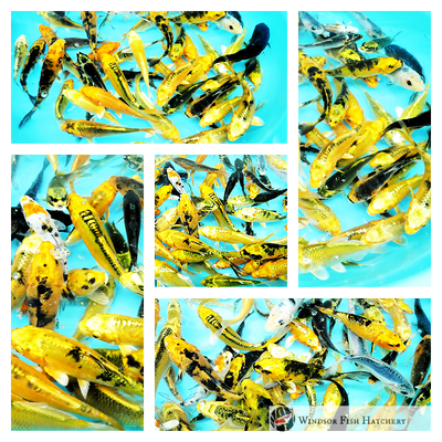 bright koi batch golds, blacks, blue for sale online