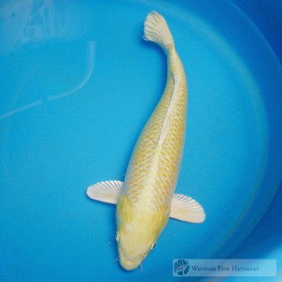 buy mature female bright yellow large koi online 