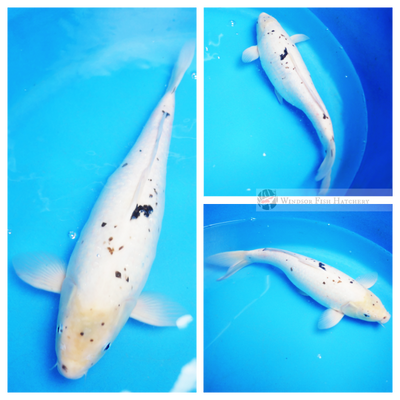 ready to breed female koi 