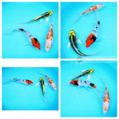 3 butterfly koi fish for sale online
