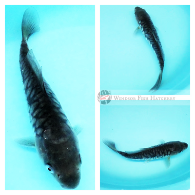 black arago patterned koi fish for sale online