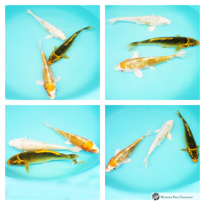 3 different types of koi to see grow in your pond order online