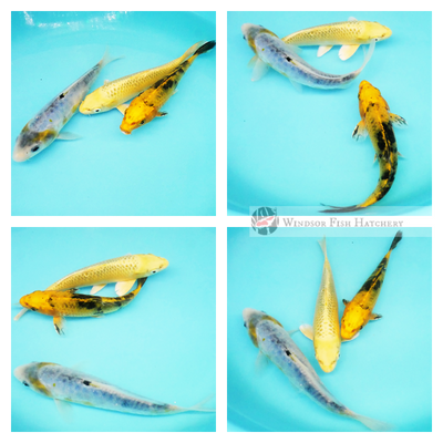  unique koi fish to see grow in your pond 