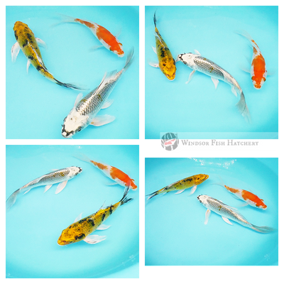  three metallic butterfly koi fish to grow & mature buy now