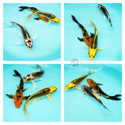 three butterfly koi to see grow and thrive in your pond order online