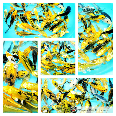 bright koi batch golds, blacks, blue for sale online