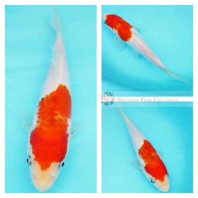 young developing koi for your pond buy online