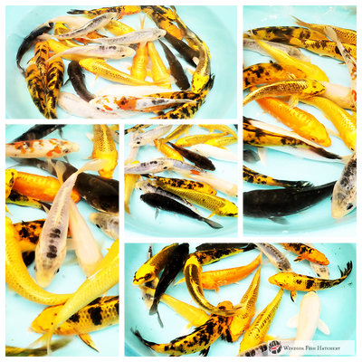 Multi-hued koi for sale online order now