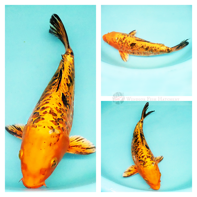 choose glossy metallic koi for sale online 