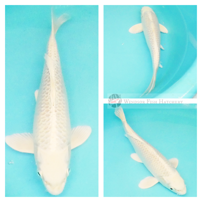 platinum metallic pure white koi for sale online