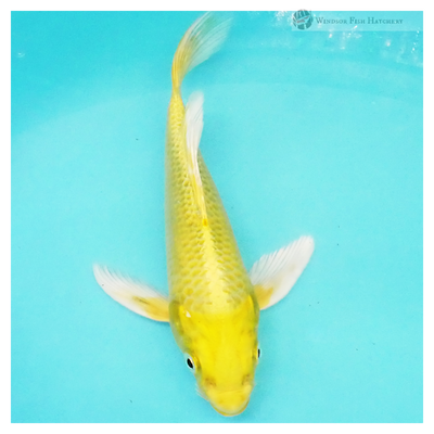 bright vibrante glossy koi for sale online