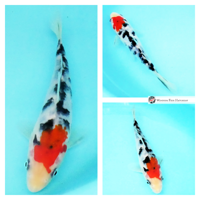 koi sanke for sale online 