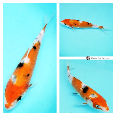 watch this koi grow & develop in your pond 