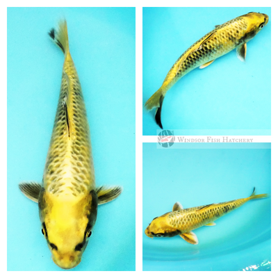 beautiful koi for sale to grow in your pond order now