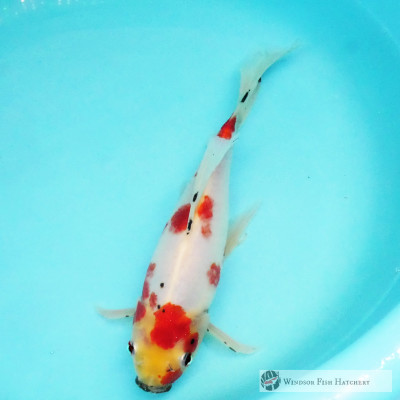 goldfish for sale to see in your pond