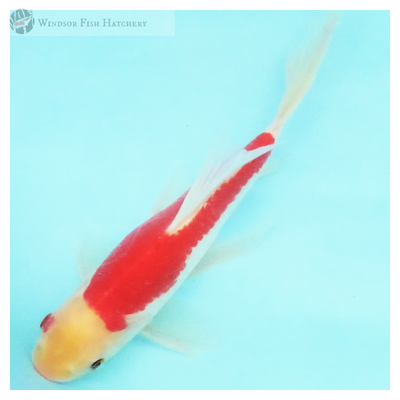 goldfish for sale online